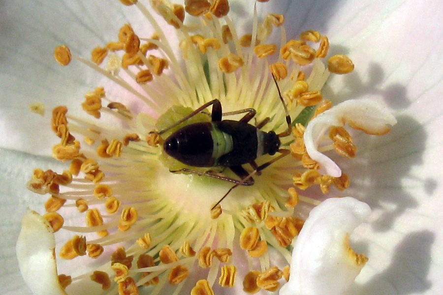 Piccolo enigma entomologico: Closterotomus biclavatus juv.